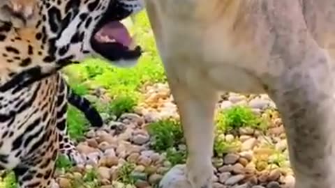 BIG CAT Stinky Faces ! ADORABLE