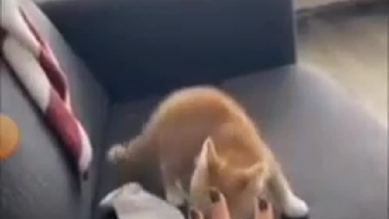 Cute kittens are having fun in playing