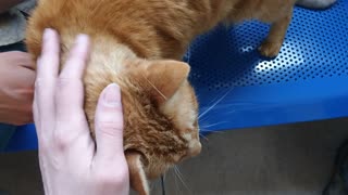 Other Cats At The Cat Shelter Part 2