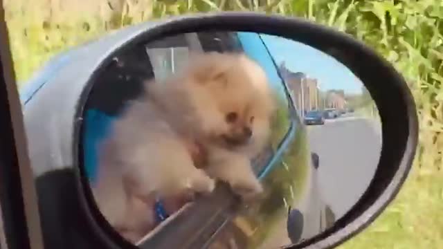 Funny puppy video