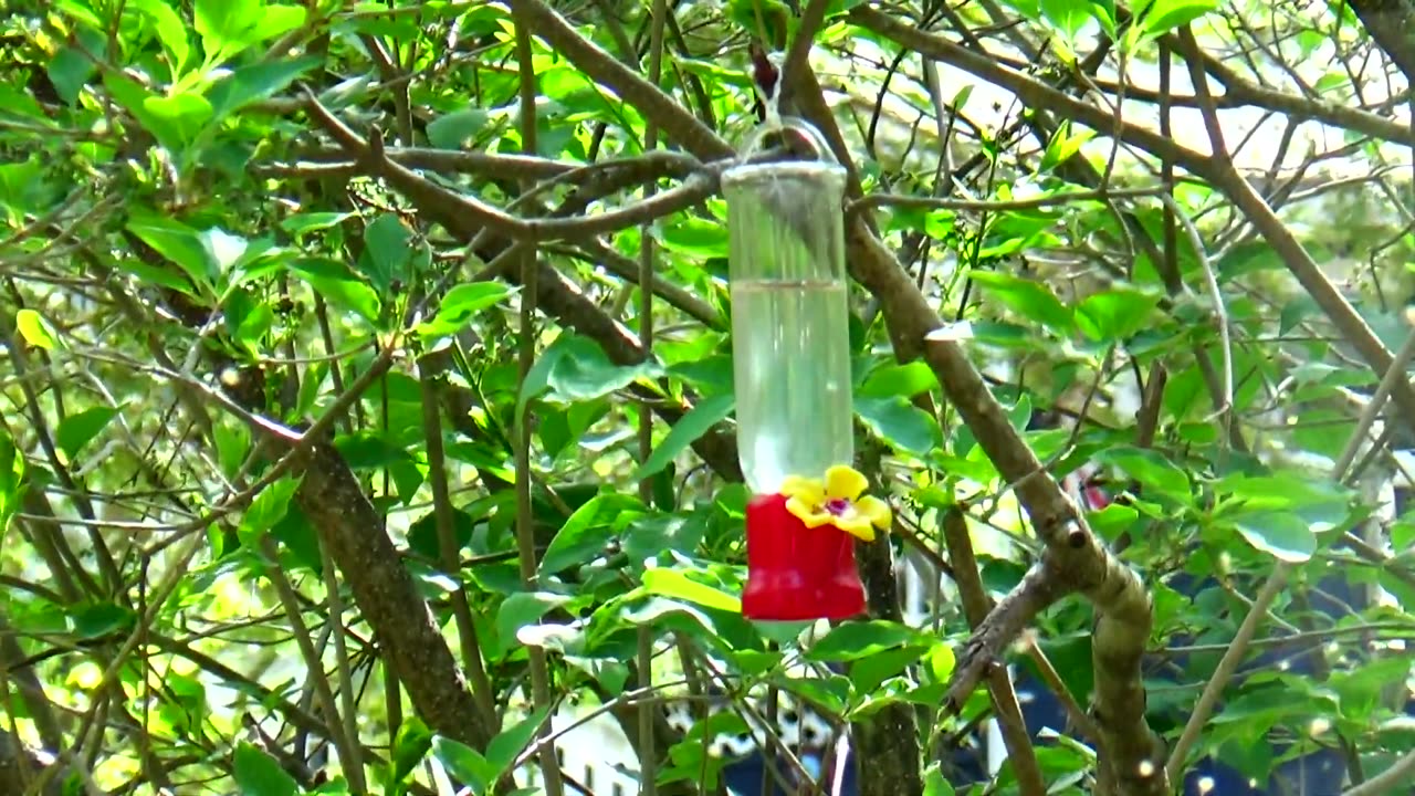 Hummingbird