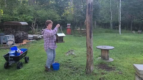 Aunt Audrey's Deer Feeding - August 6, 2024