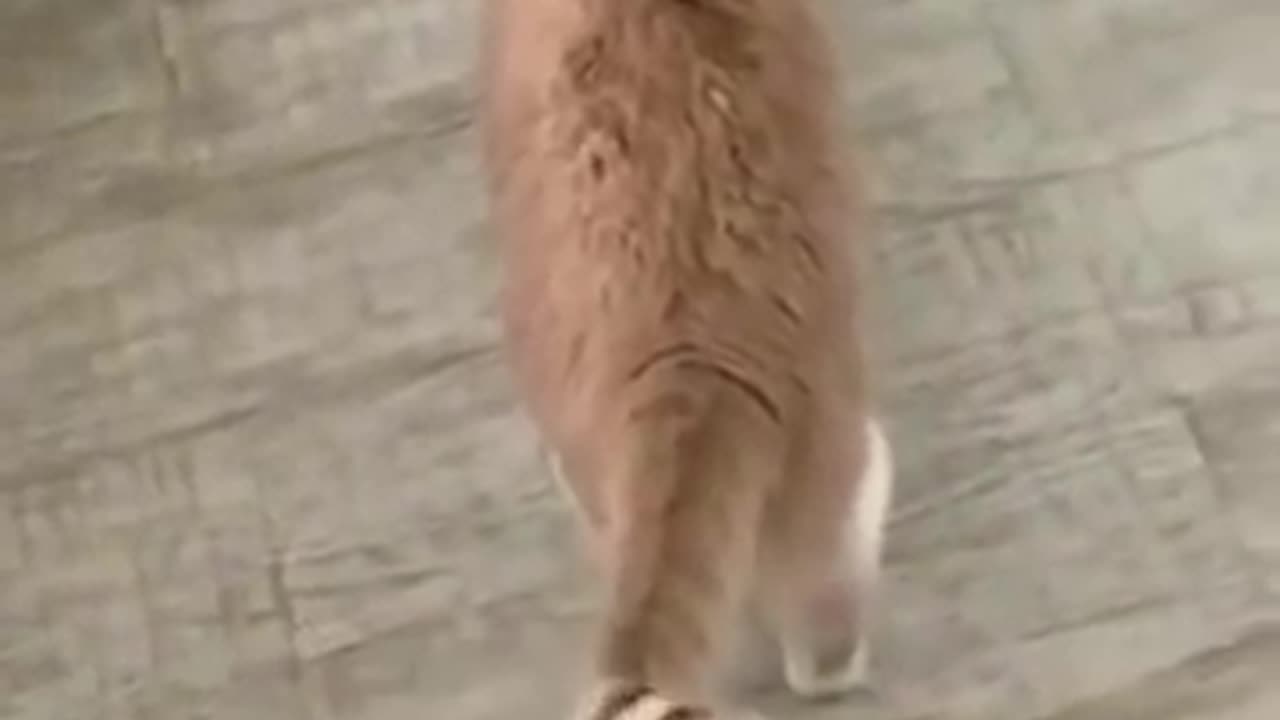 Cat fighting