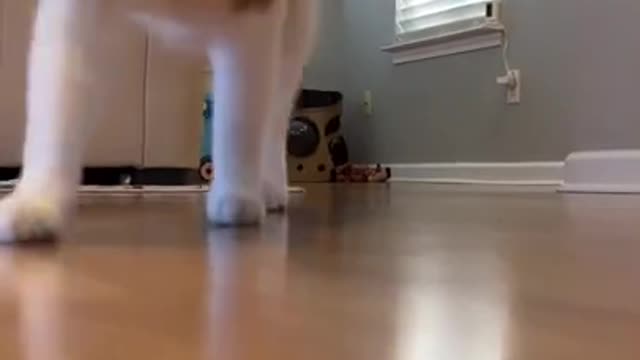Viral cat dancing 😂
