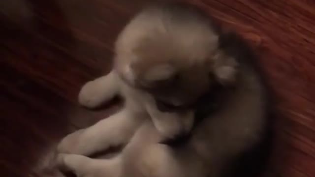 funny & cute animals