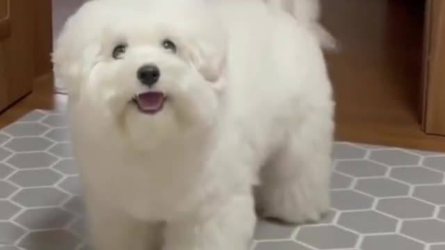 Cute Puppy so happy