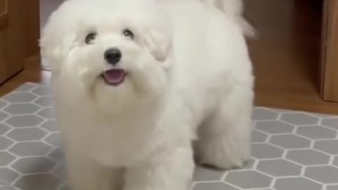Cute Puppy so happy