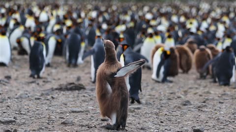 Penguin Bird Animals