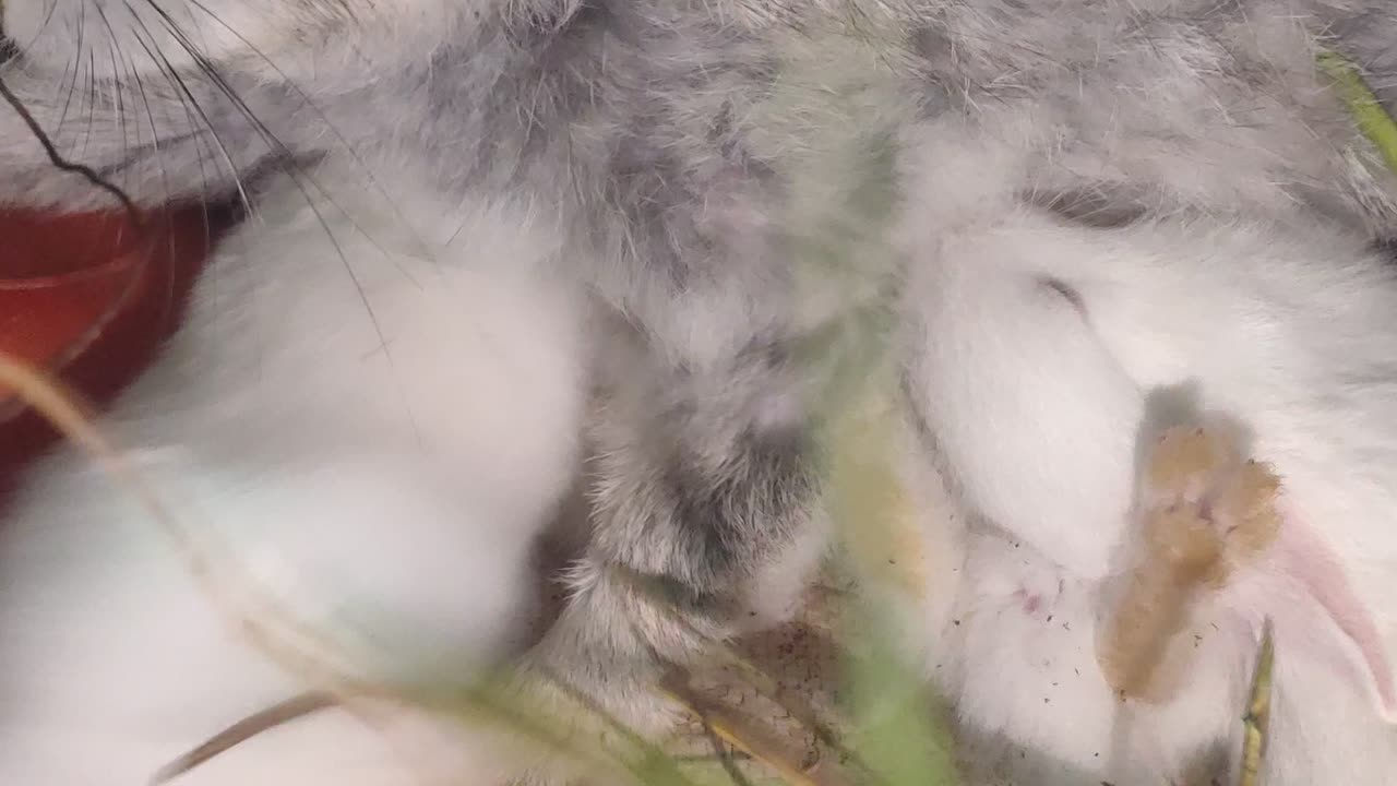 Rabbit feeding milk to babies #rabbits#bunny