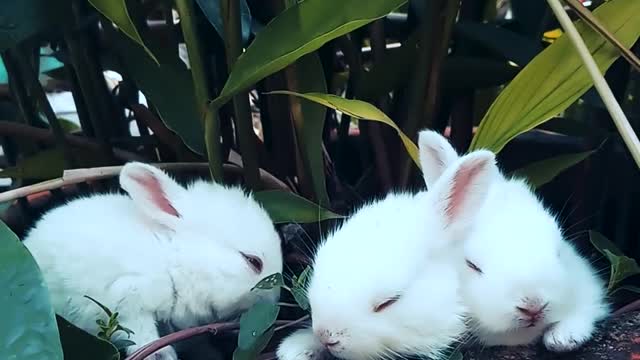 Little rabbits in the flowerpot