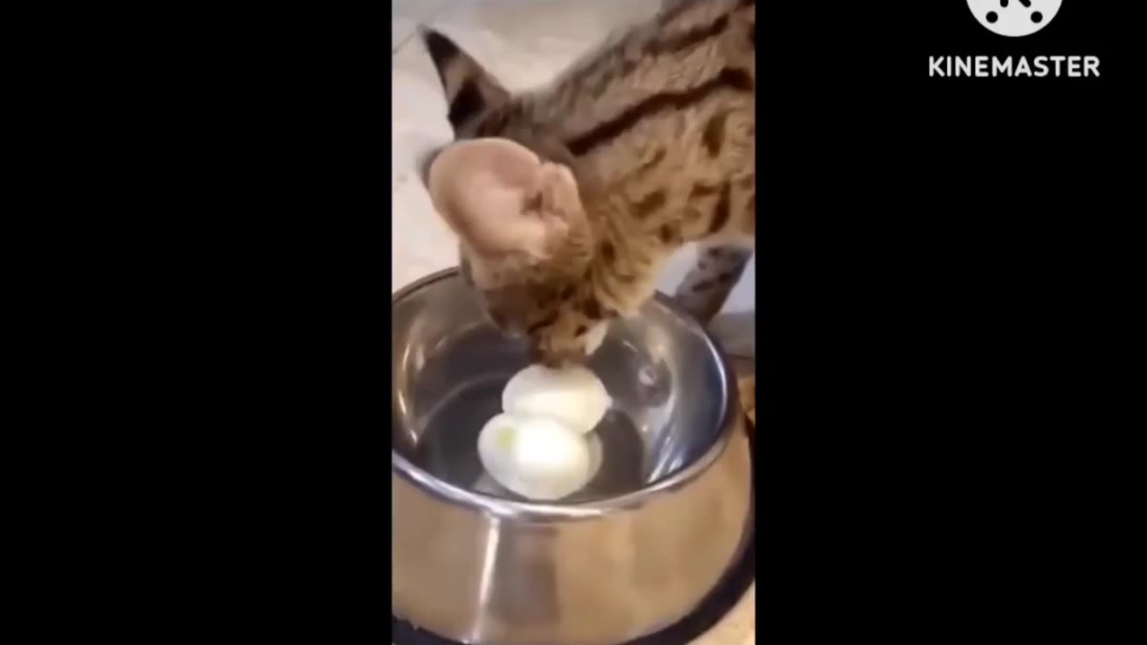Funny animals moments