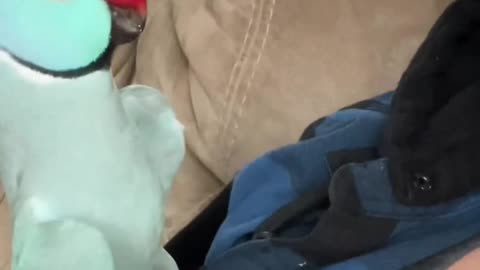 Goodness parrot