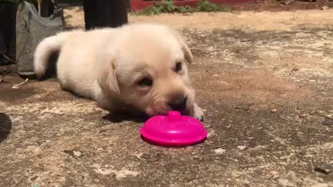 Labrador puppy dog play with plastic