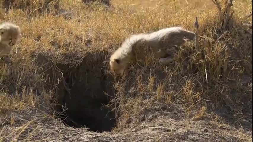 African Wildlife and the Environment