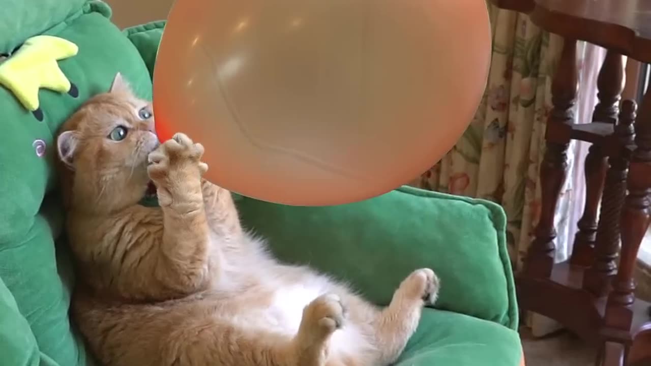 CUTE CAT PUMPING A BLOON