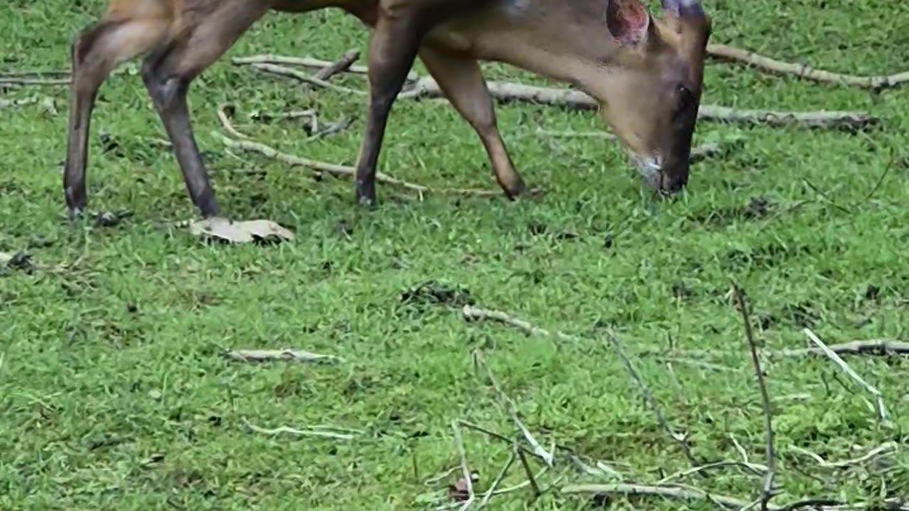 Cute animals