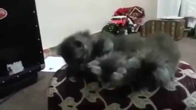 cats dance video