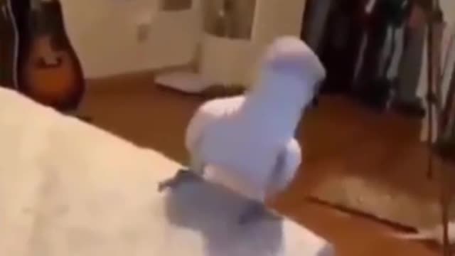 Parrot dancing to music😂