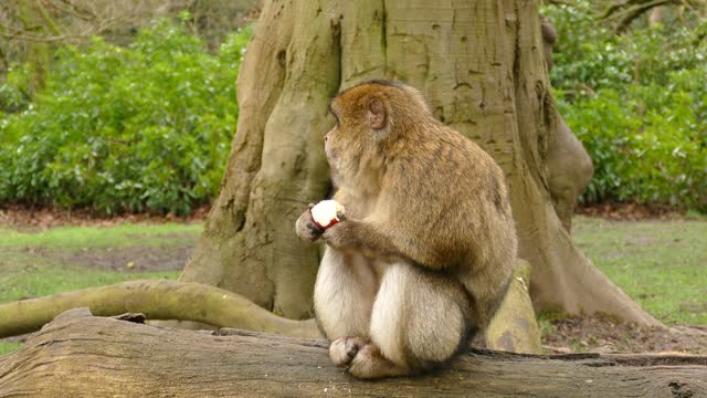 Monkey eat
