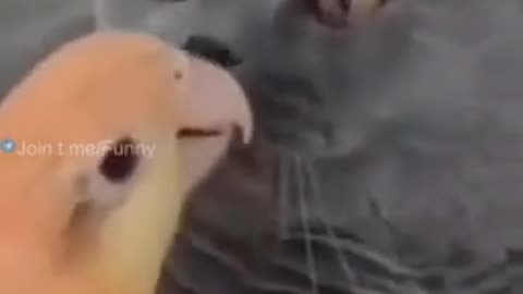 Funny parrots