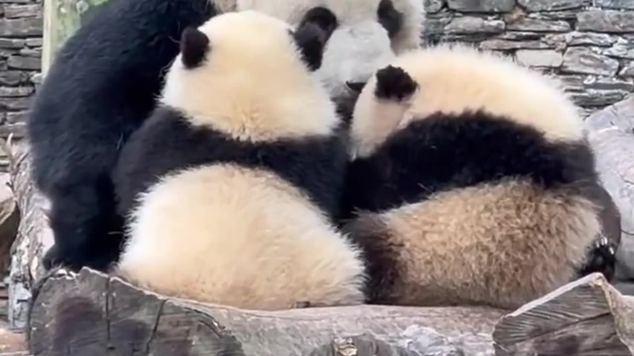 Panda Su Lin's cubs breastfeed