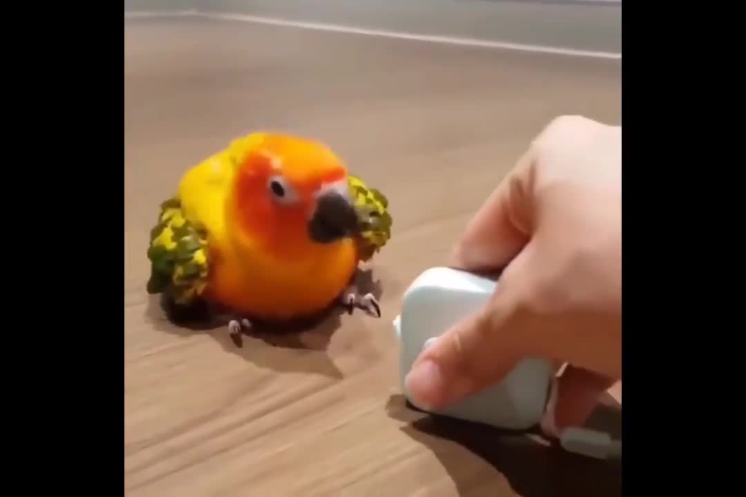 parrot dancing trap