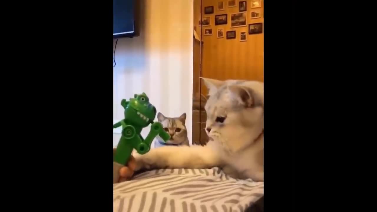 Funny Dog & Cats Video 🐶 🐱