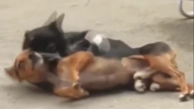 Funny Dog and Cat Video Cat Took Revenge