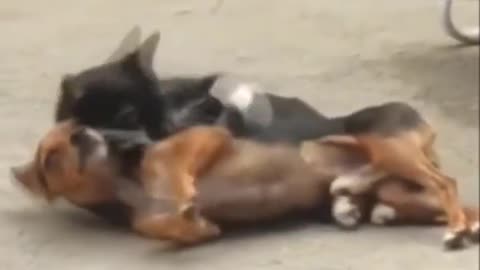Funny Dog and Cat Video Cat Took Revenge