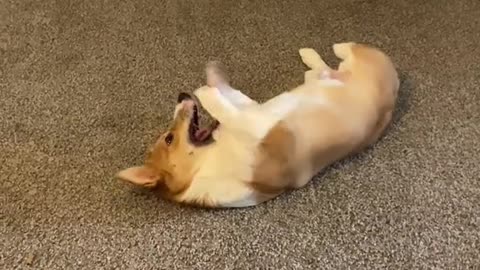 he’s going for the gold #corgi #puppy #dogsoftiktok