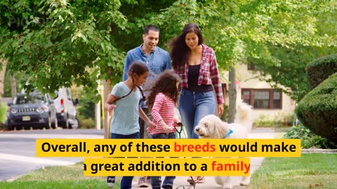 Top 3 Family dog breeds