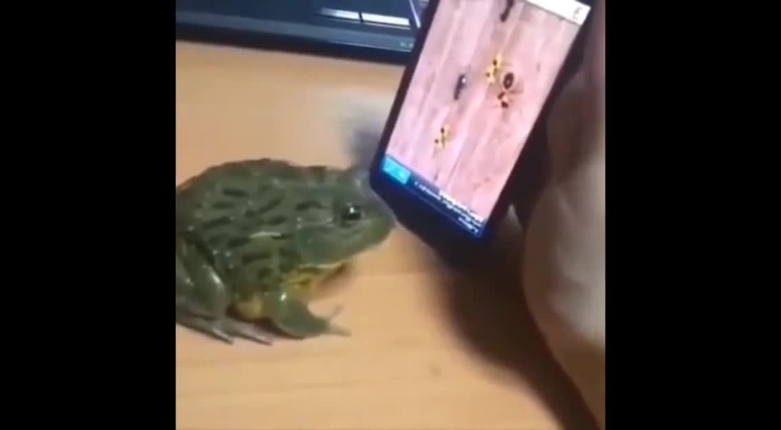 Funny frog video