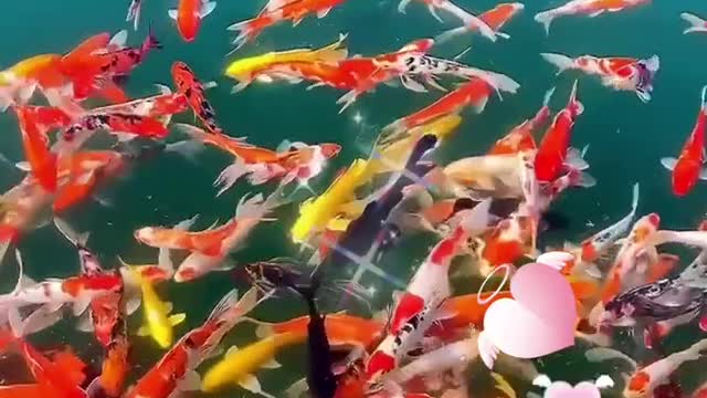 Beautiful Koi Fish - Scenery