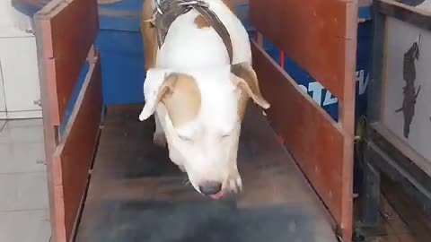 NINA CÃO 🐕 ATLETA !