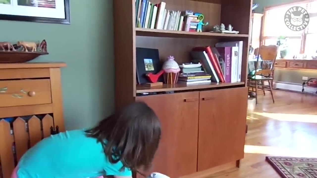 Funny Birds Video