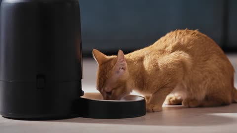 Automatic Cat Food Dispenser, Automatic Cat Feeder