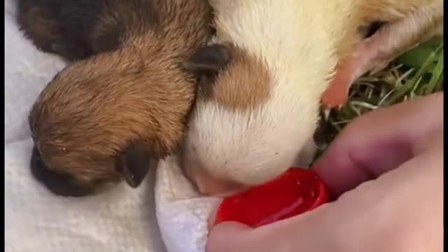 Two puppies were dumped on the side of tes road in a bag.