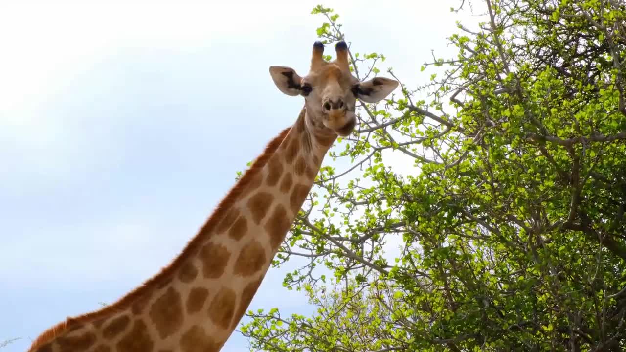 The Giraffe_ The Tallest Animal in the World