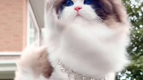 CUTE CAT