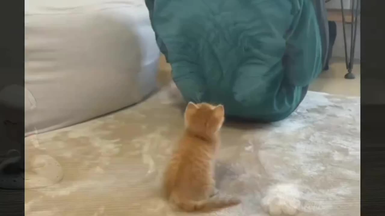 Cat 😺