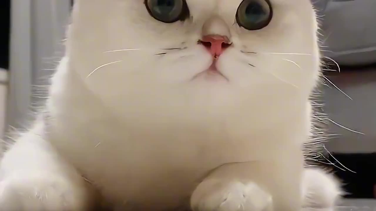 Adorable Kitten's Daily Adventures