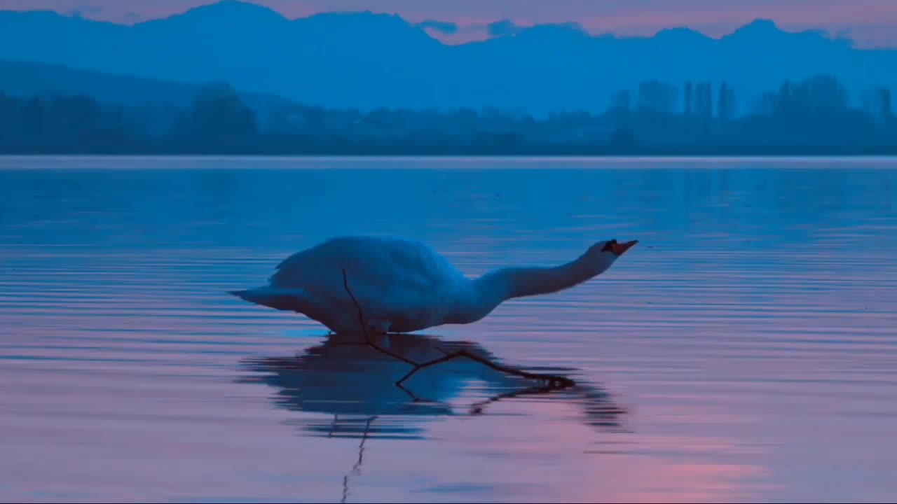 Swan In Lake