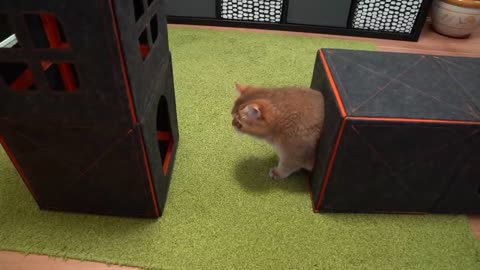 Purrini PlayMate - dream house for cats!