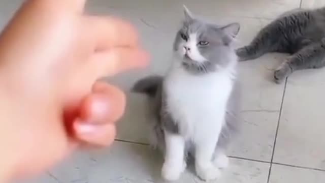 Cute Pet training in my home.