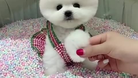 Baby Cute and Funny Dog Video