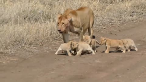 Cute Baby Lion cubs first day out, how playful can they be!!