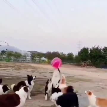 Dogs are playing 🐶 it's play time ! Joy Funny Factory