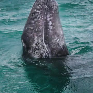 BABY WHALE🐋SAYING HI