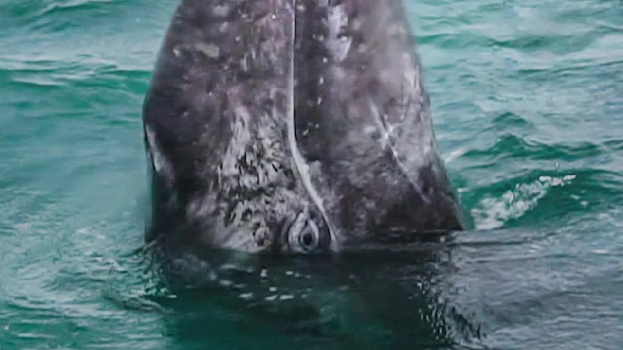 BABY WHALE🐋SAYING HI