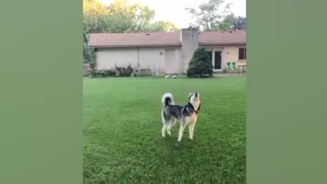 Best funny Animals 2023🤣 Funniest Cats and Dogs😻🐶